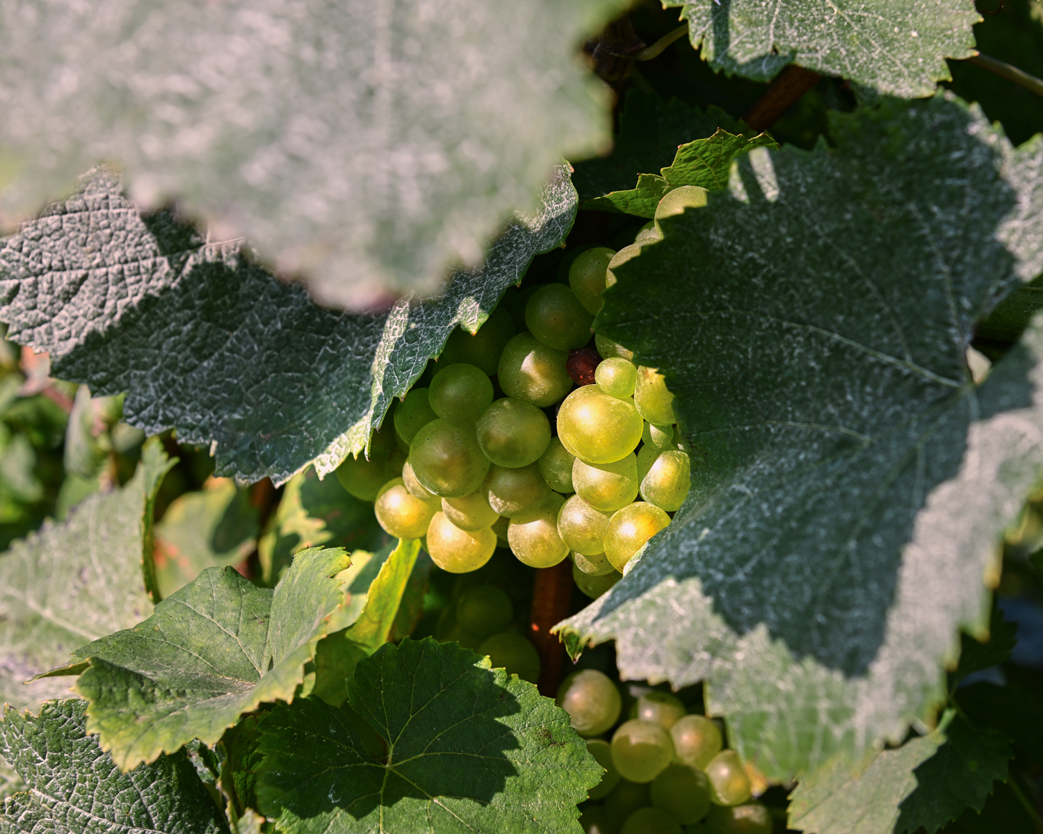 Grappe de raisins entre des feuilles de vignes