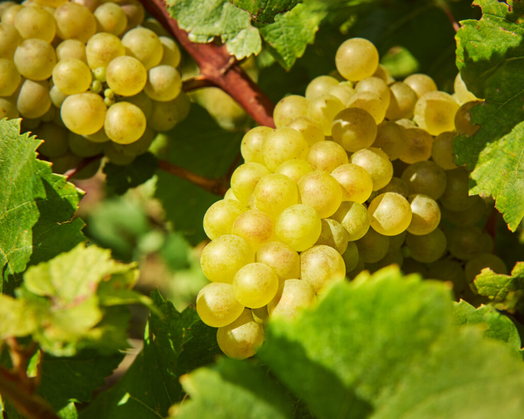 Grappes de raisin (vert)