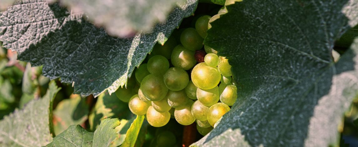 >Die wichtigsten Rebsorten für Rotwein und Weißwein