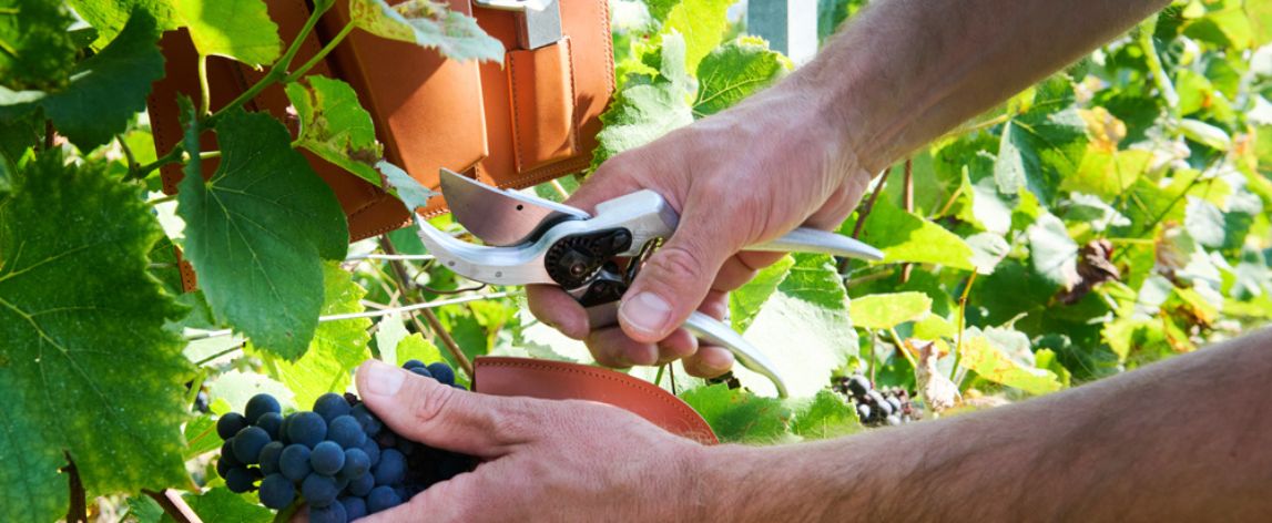 >L’Atelier du Vin x FELCO : Quand le vin rencontre le jardin