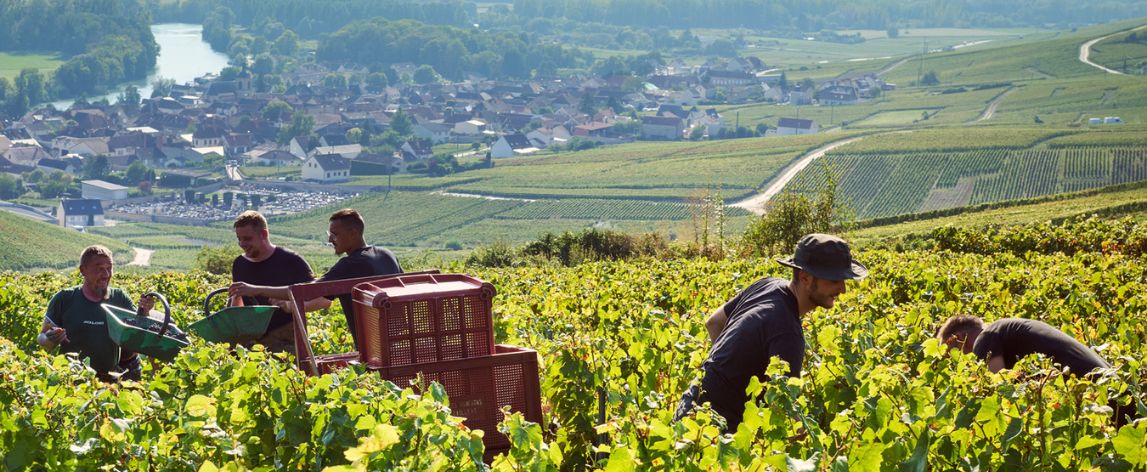 >Weinlese 2024: ein Jahr voller Herausforderungen, ein außergewöhnlicher Jahrgang?